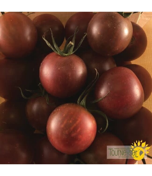 Tomate cerise Black Cherry bio