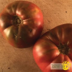 Ferme Tournesol Tomate Mauve Cherokee Purple bio