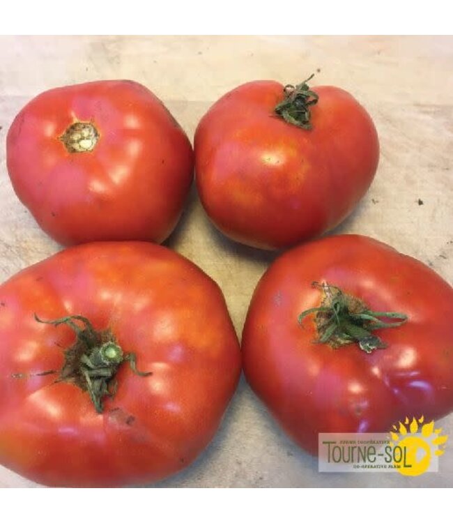 Tomate rouge Moskvich bio