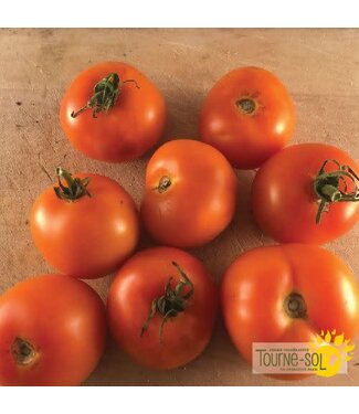 Ferme Tournesol Tomate orange Jaune Flammé bio