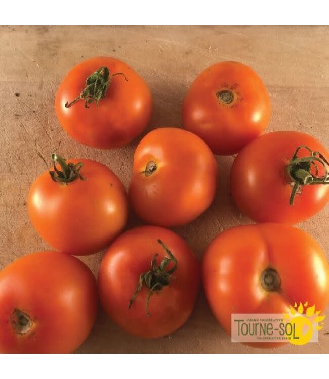 Tomate orange Jaune Flammé bio