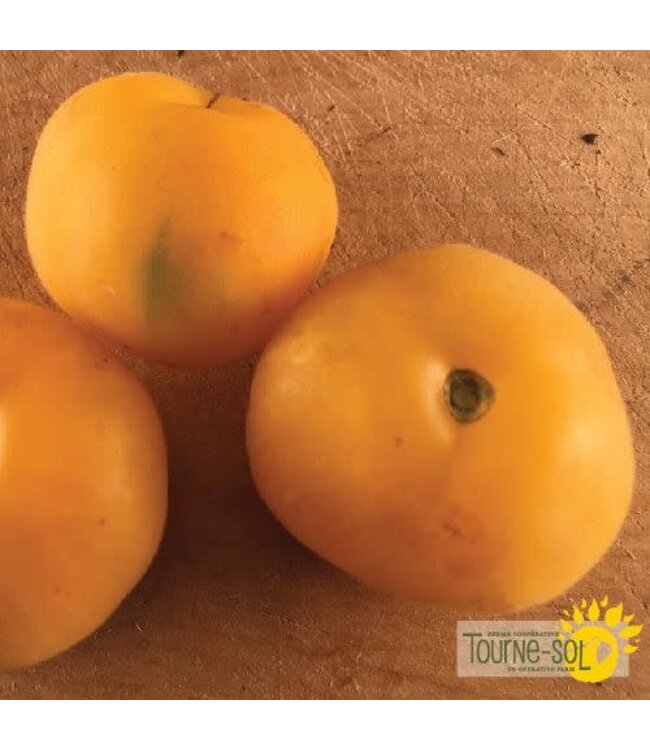 Tomate jaune Wapsinicon Peach bio