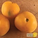 Tomate jaune Wapsinicon Peach bio