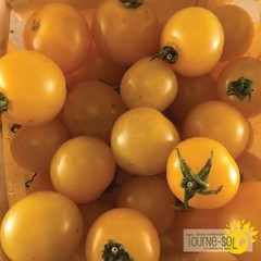 Ferme Tournesol Tomate cerise Jaune Galina bio