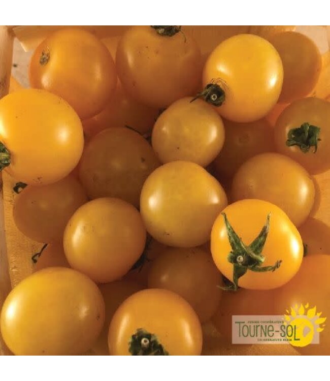 Tomate cerise Jaune Galina bio