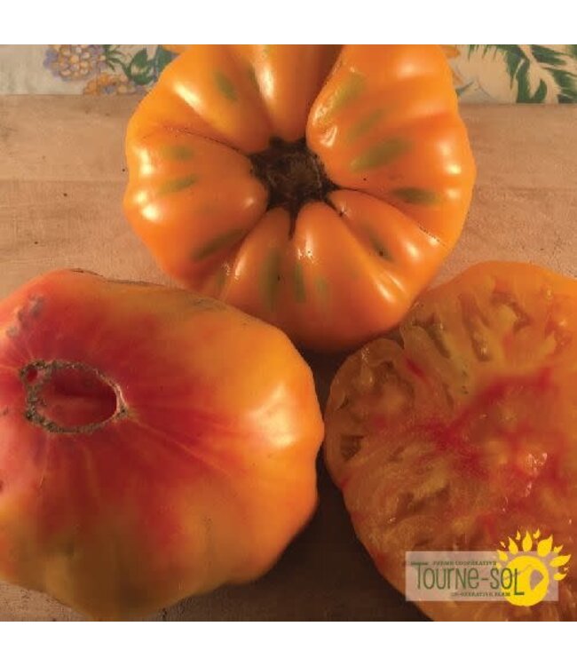 Tomate orange Stripped German bio