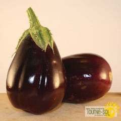 Ferme Tournesol Aubergine Black Beauty bio