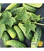 Cornichon H-19 Little Leaf bio