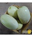 Concombre Dragon Egg bio