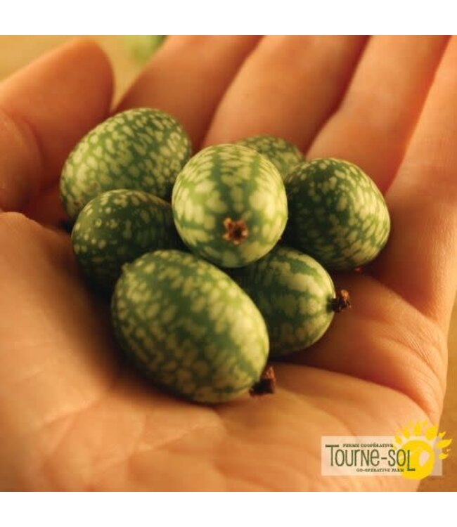 Melon Souris bio