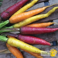 Ferme Tournesol Carotte doigt de sorcière bio