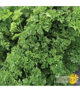 Ferme Tournesol Persil frisé bio