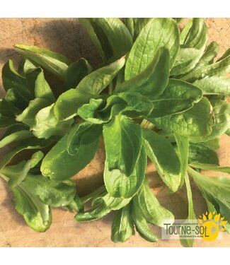 Ferme Tournesol Mâche Vit bio