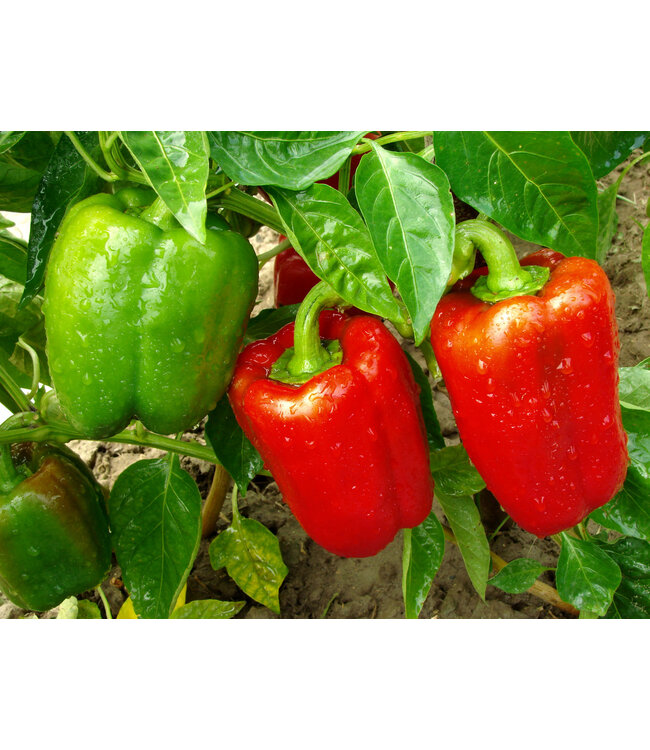 Piment California Wonder 2,5 po