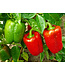 Piment California Wonder 2,5 po