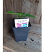 Piment California Wonder 2,5 po