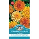 Mr. Forthergill's Calendula Officinal Art Shades