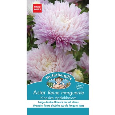 Aster Kingsize Blossom