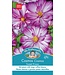 Mr. Forthergill's Cosmos Sweet Kisses