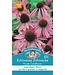 Mr. Forthergill's Echinacea