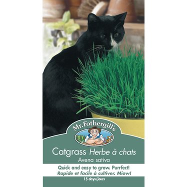 Mr. Fothergill's Herbe à chats Avena sativa