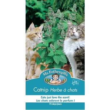 Mr. Fothergill's Herbe à chats