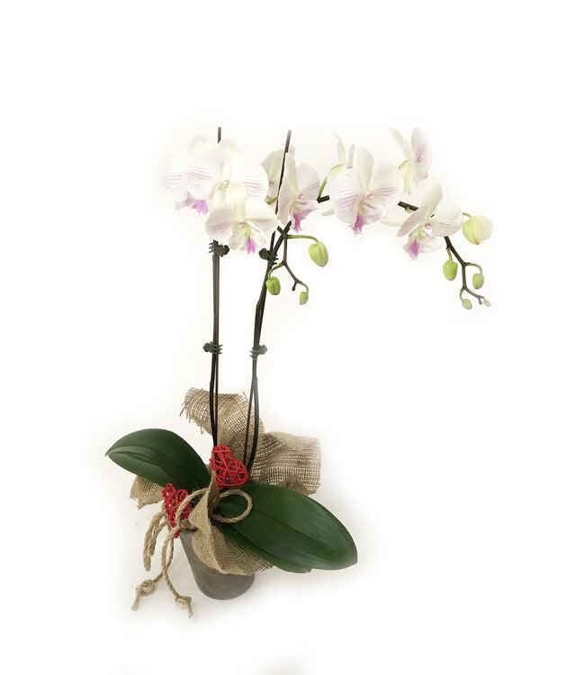 L'Orchidée de l'amour