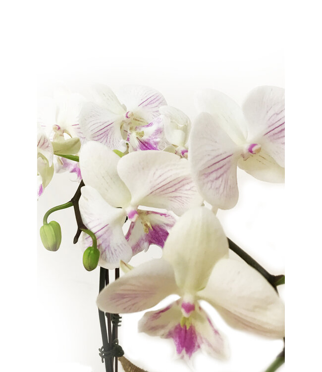 L'Orchidée de l'amour