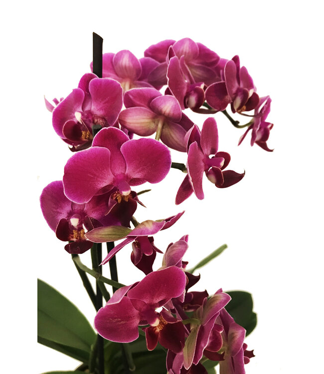 L'Orchidée de l'amour