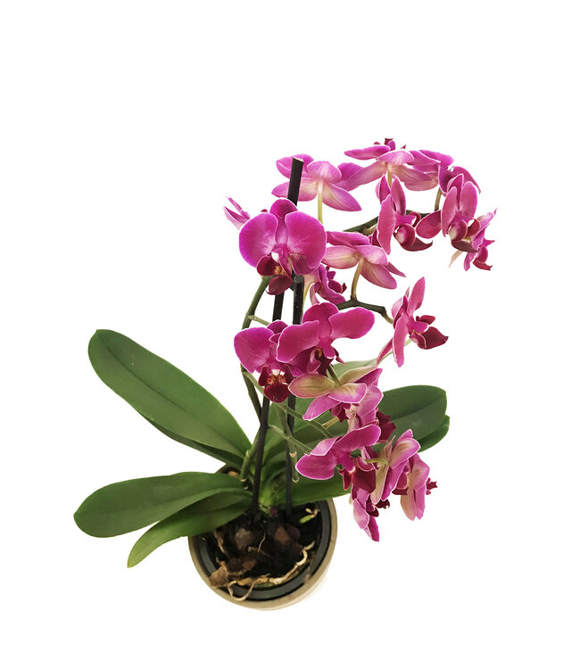 L'Orchidée de l'amour