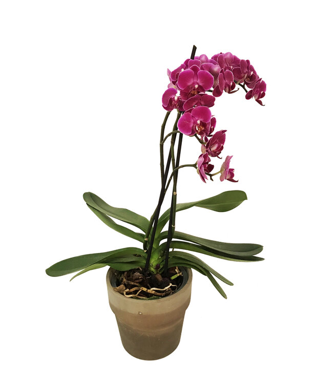 L'Orchidée de l'amour