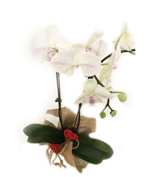 L'Orchidée de l'amour