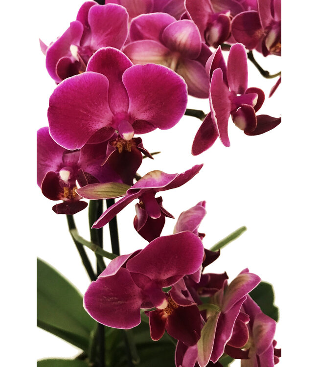 L'Orchidée de l'amour