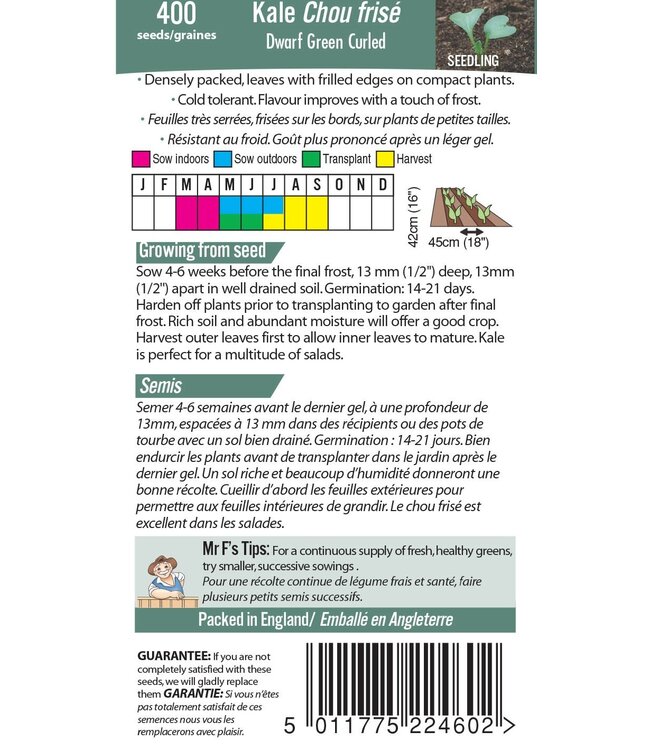 Chou frise Dwarf Green Curled