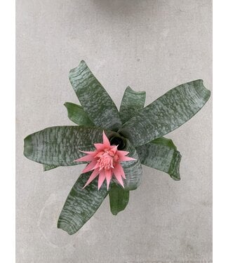 Aechmea fasciata 6 po