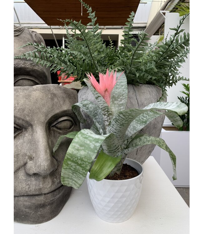 Aechmea fasciata 6 po