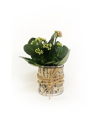 Kalanchoe