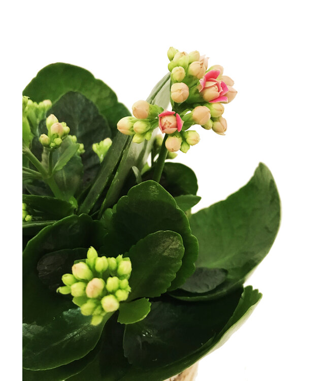 Kalanchoe