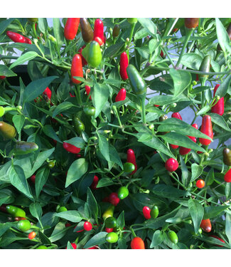 Piment Thaï hot 6 po