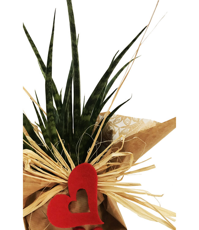 Signé Garneau L'amour de la belle-mère