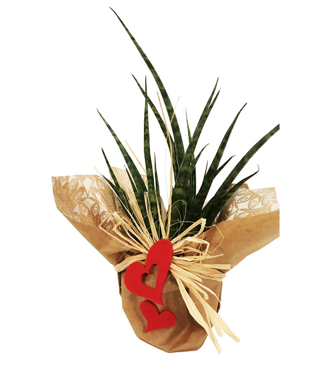 L'amour de la belle-mère