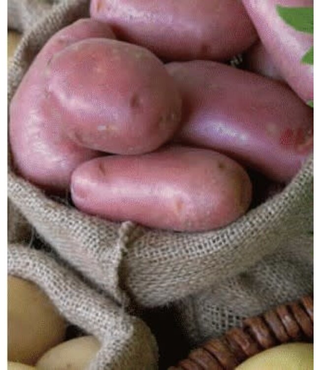 patates norland 5lbs