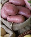 patates norland 5lbs