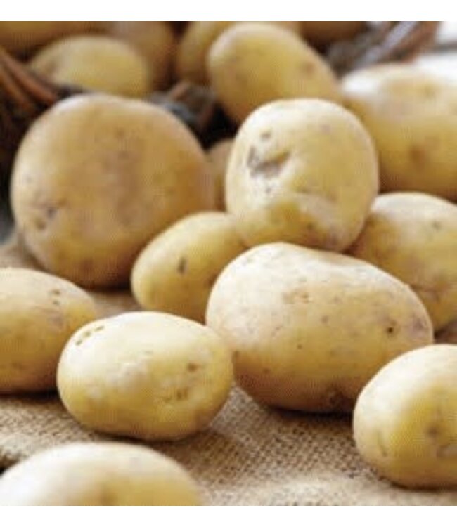 Patates kennebec 5 lbs