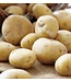 Patates kennebec 5 lbs