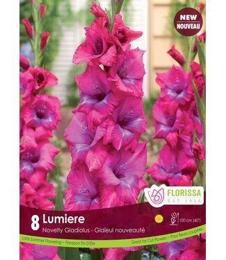 Glaieuls Dutch Lumiere 8 unités