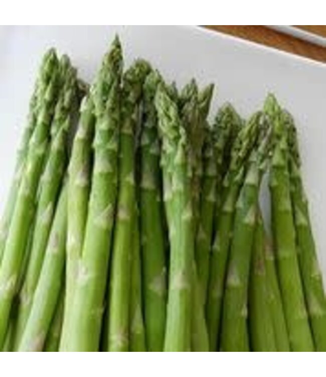 Asperges Mary Washington 8 unités