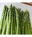 Asperges Mary Washington 8 unités