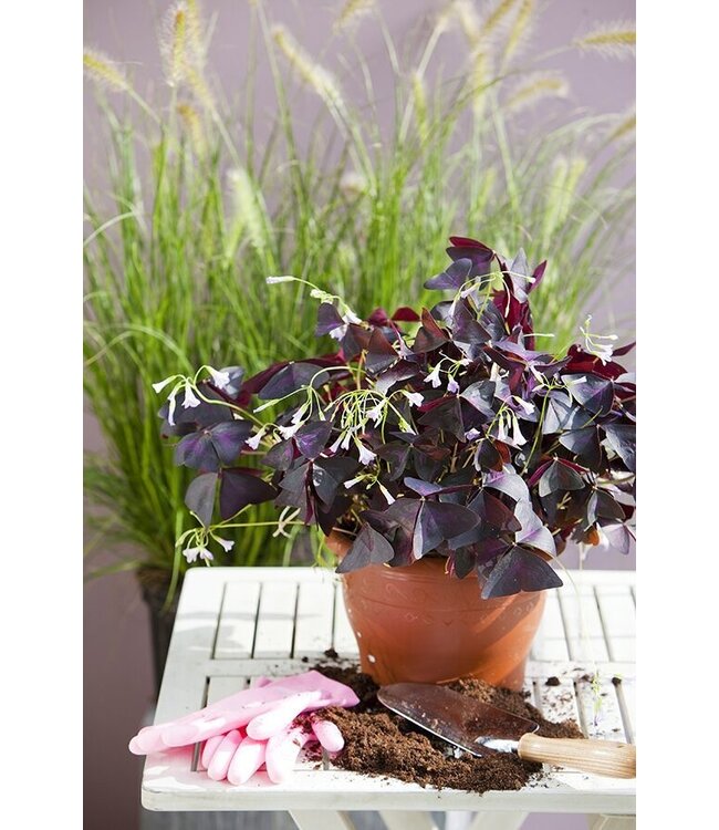 Oxalis pourpre 6 po