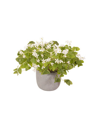 Oxalis verte 6 pouces
